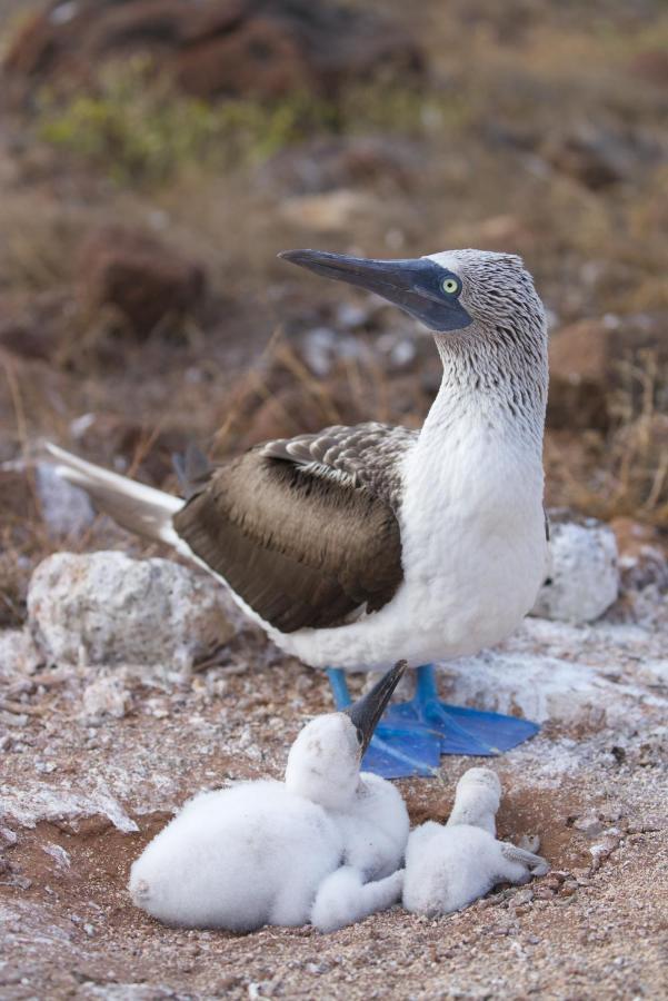 Suite Cielo, Discover The Magic Of Galapagos Puerto Baquerizo Moreno Luaran gambar