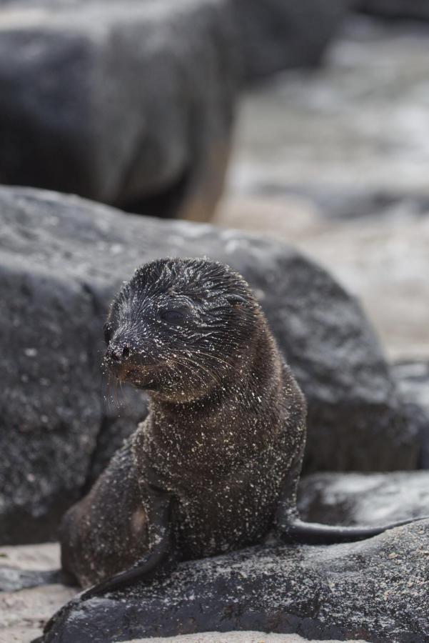 Suite Cielo, Discover The Magic Of Galapagos Puerto Baquerizo Moreno Luaran gambar