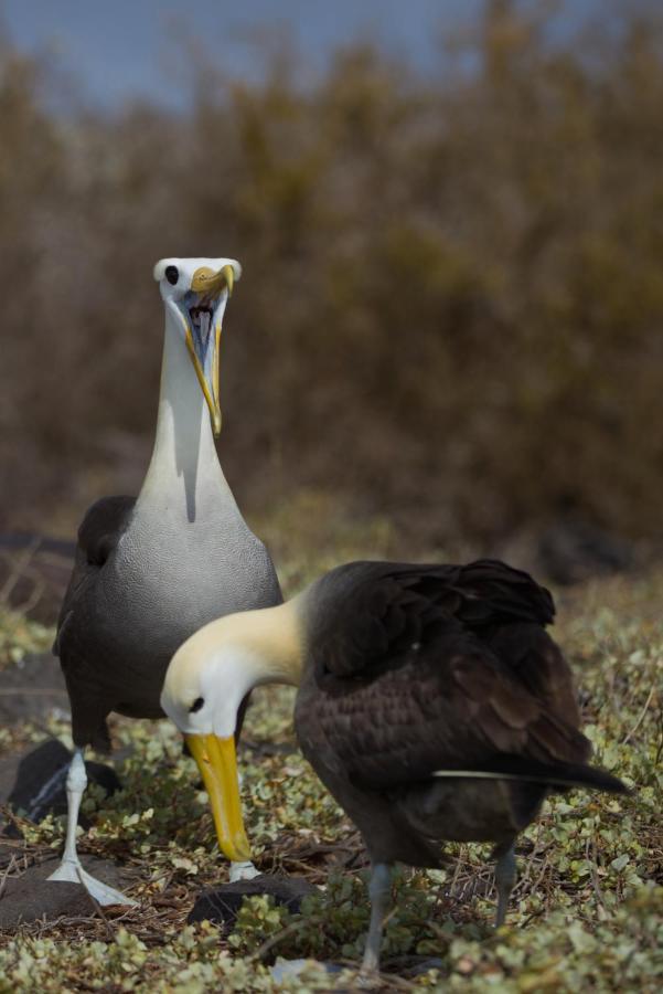 Suite Cielo, Discover The Magic Of Galapagos Puerto Baquerizo Moreno Luaran gambar
